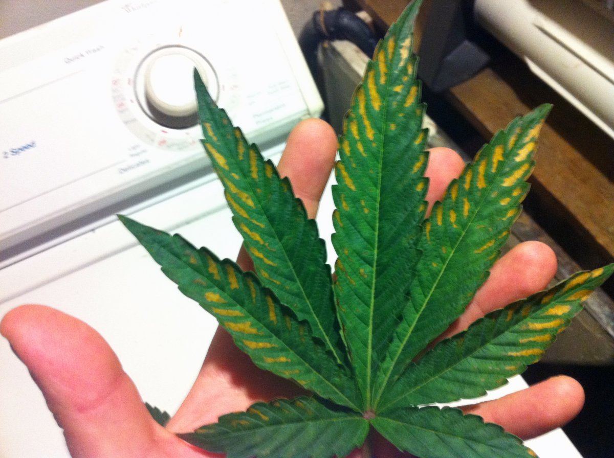 Burntleaf