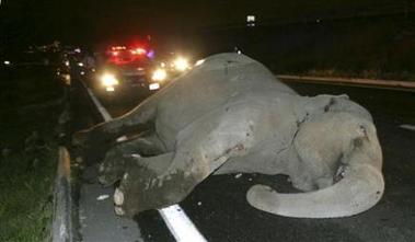 Bus kills elephant near mexico pyramids