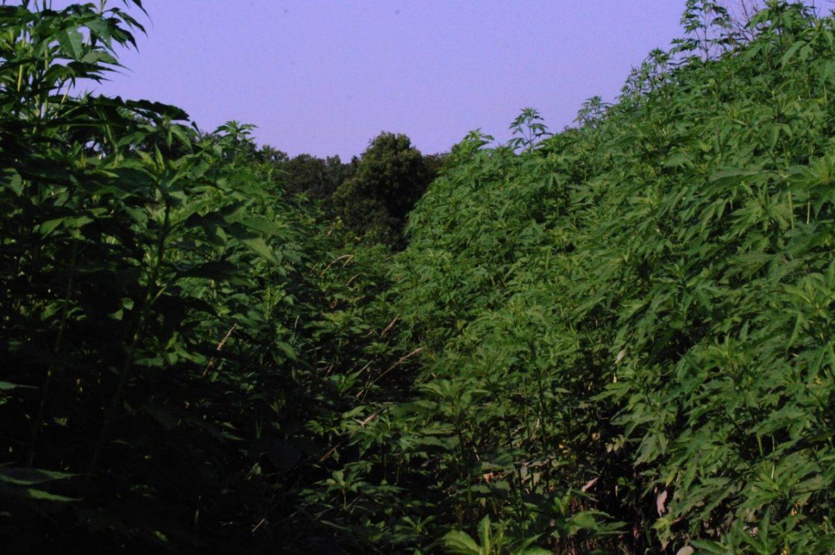 Bush 1