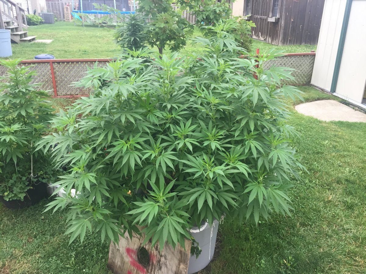 Bush 2