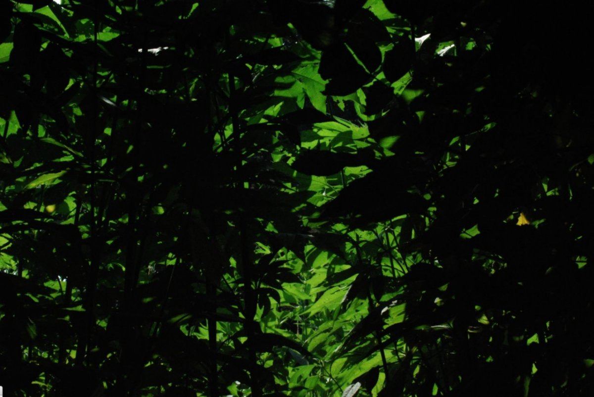 Bush 3