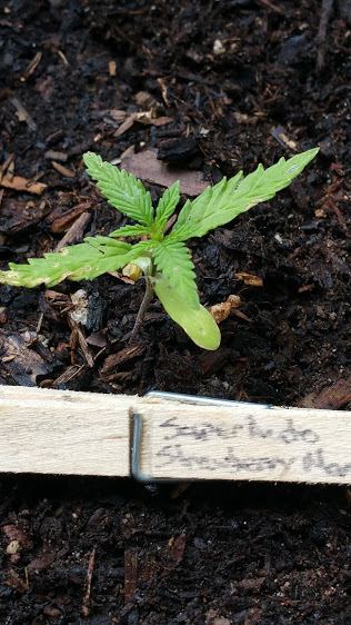 Bushgro14