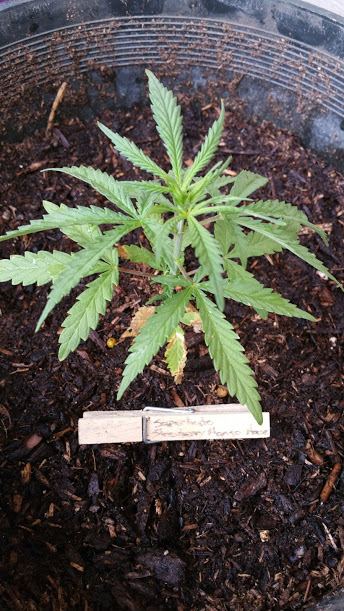 Bushgro19