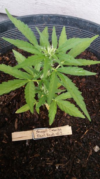 Bushgro20