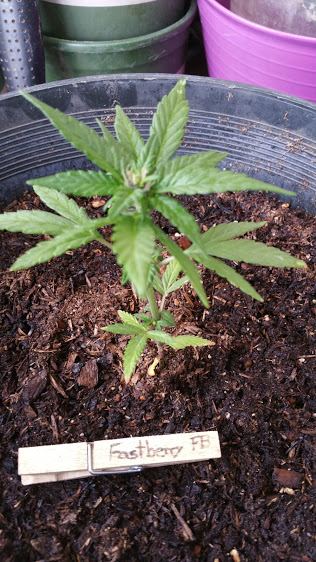 Bushgro21