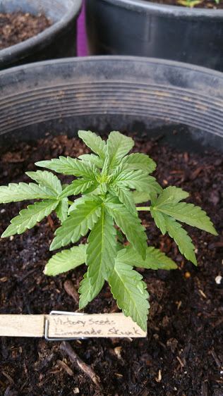Bushgro22