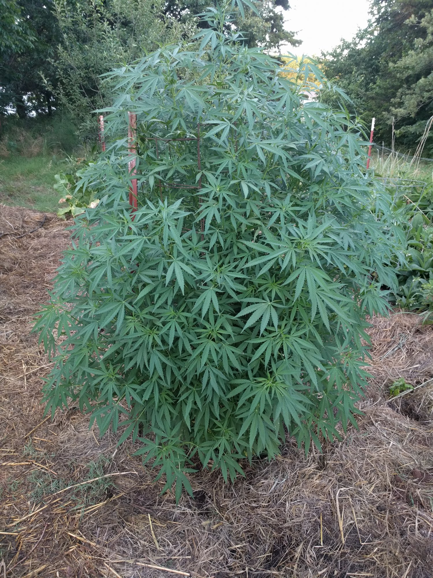 Bushy