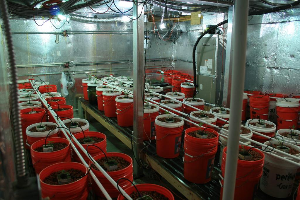 Bust at underground pot grow room nets 800k in plants 3