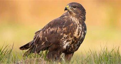 Buzzard