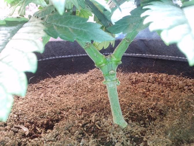 Bw stem