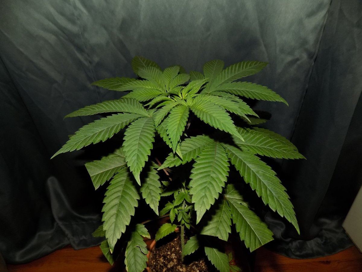 C 1 2