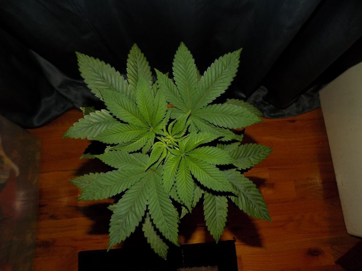 C 1 3