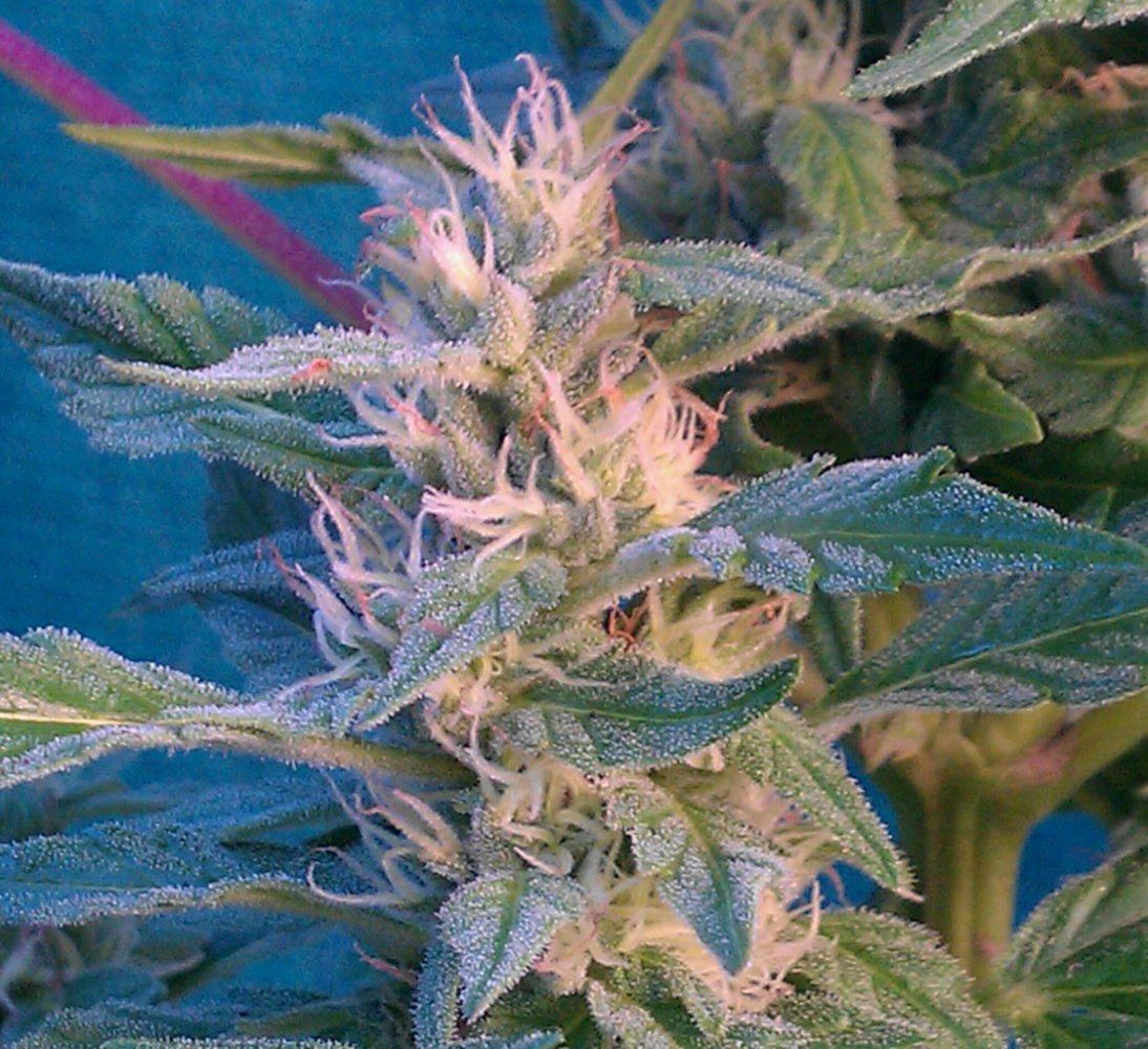 CAD  29 days