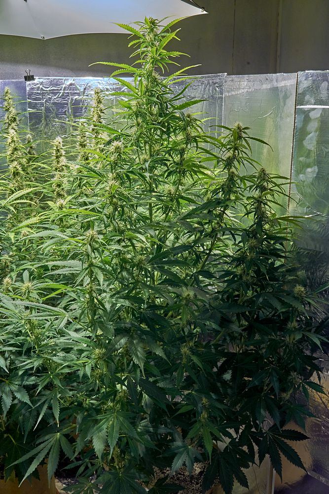C1 GG 9 Mar Day 60