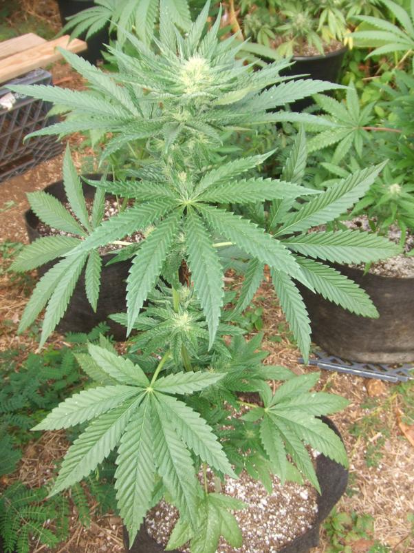 C12