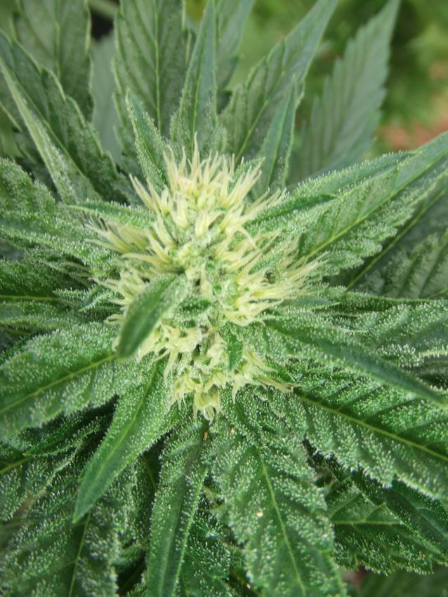 C13