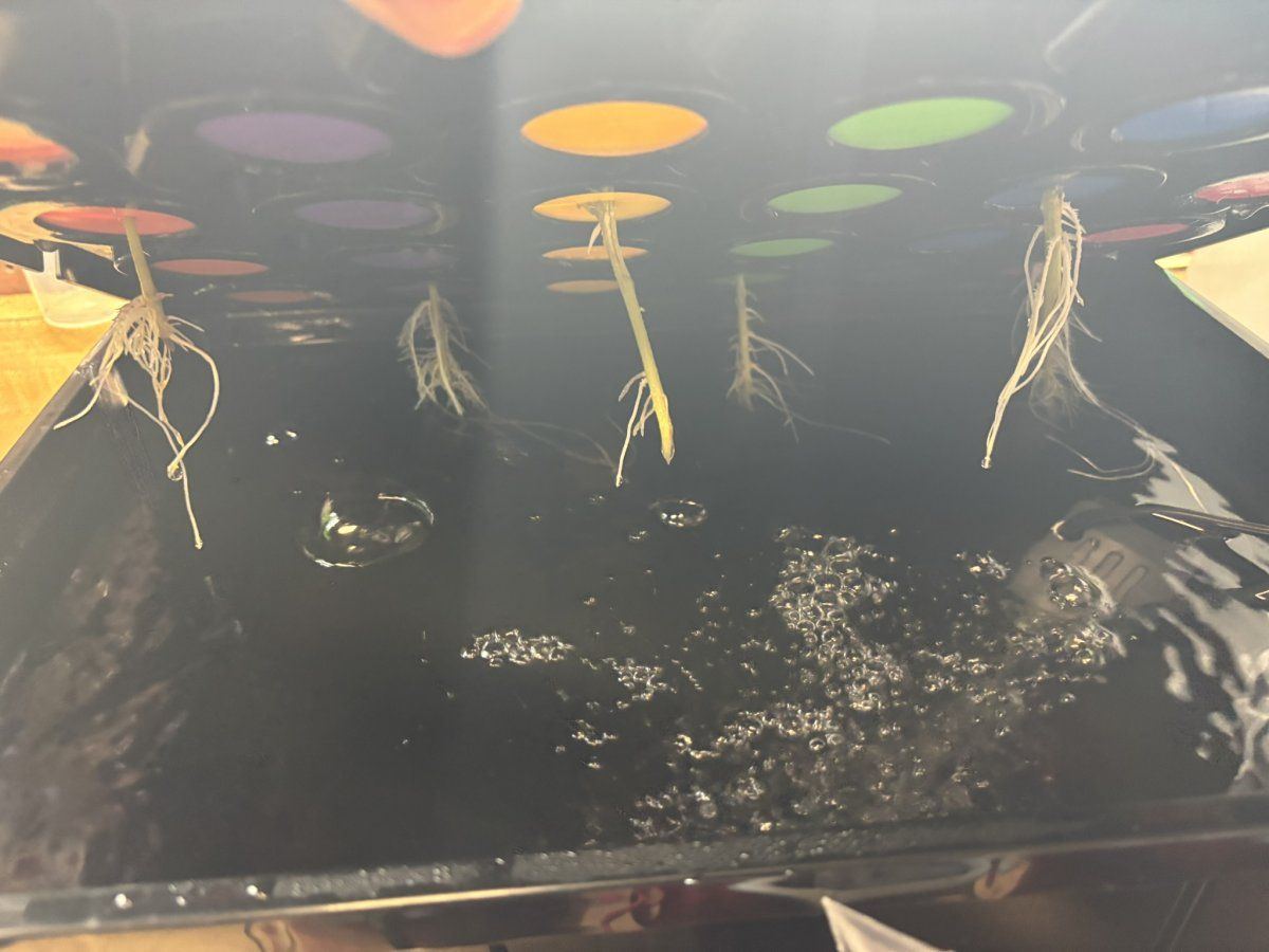 C17 Roots