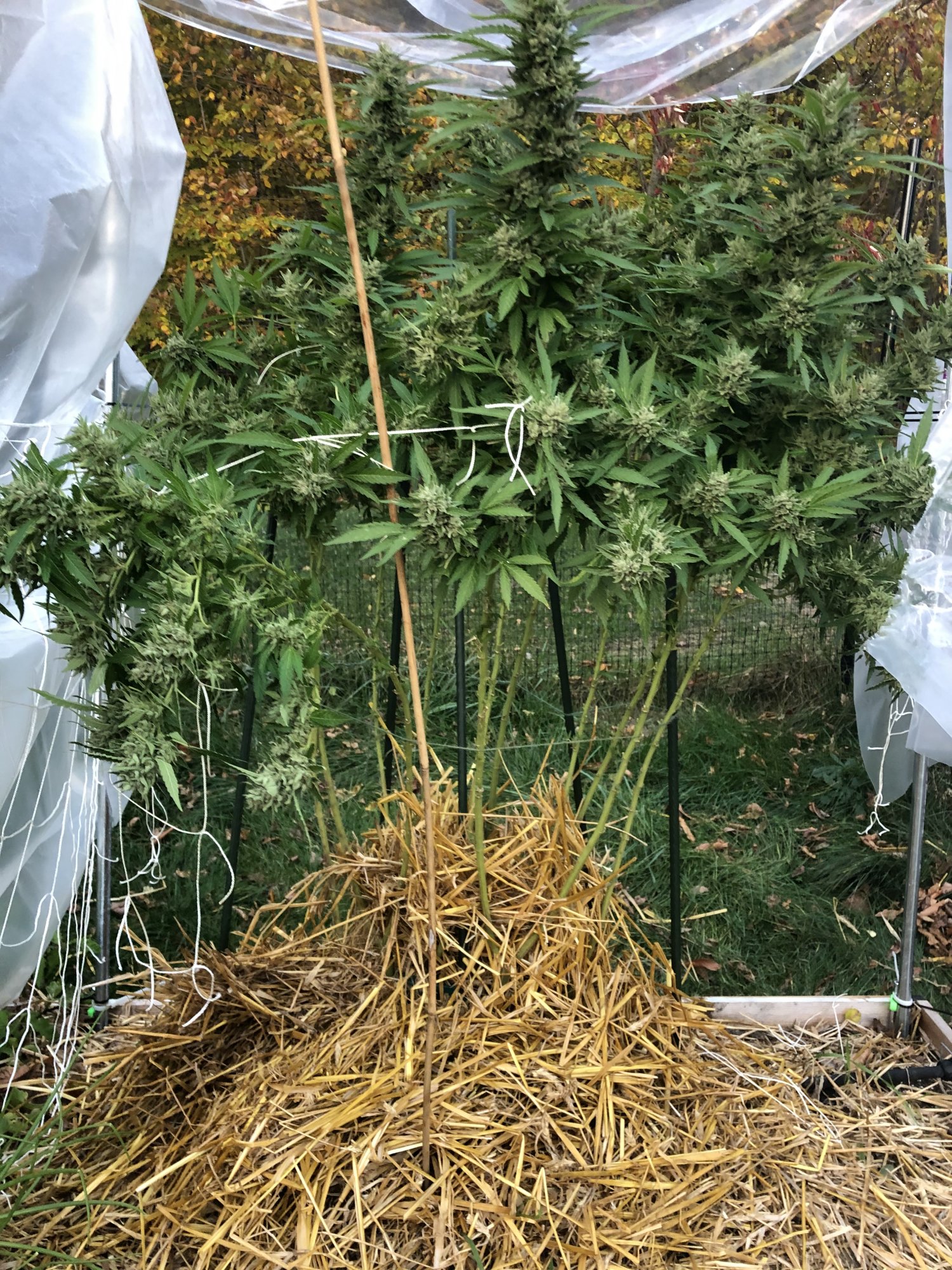 C42F365E 02C0 4BB9 A7E3 150C2CE4635D