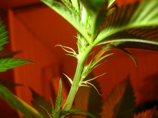 C4bud