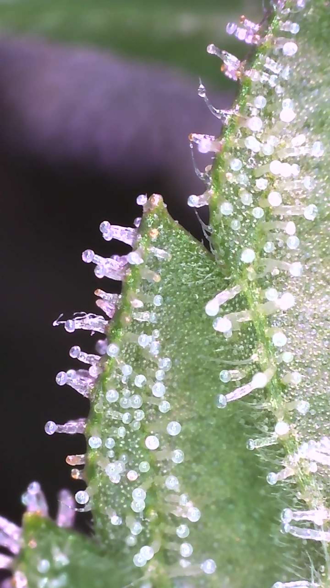 C7C08CA5 1FA9 4633 911C 0F91E2E50295