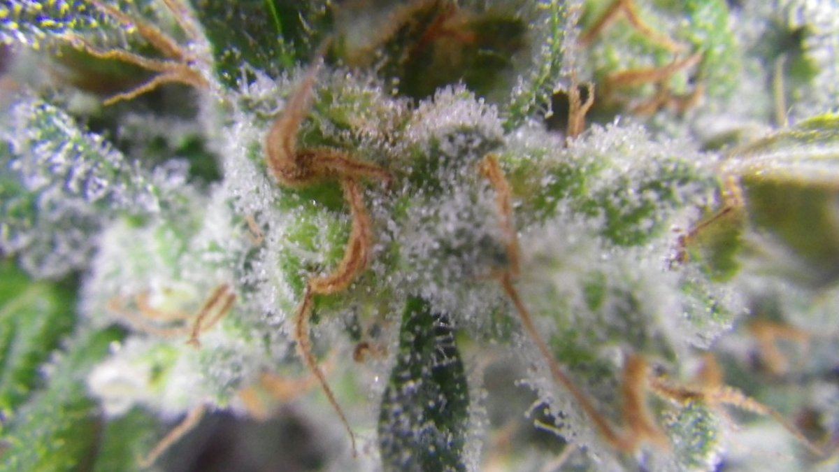 C99 Nov 1 2014 Harvest 033