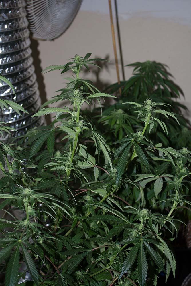 C99 SF Nov 29 private