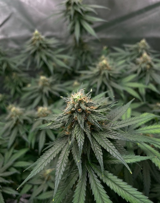 CA CBD Week 6 bud