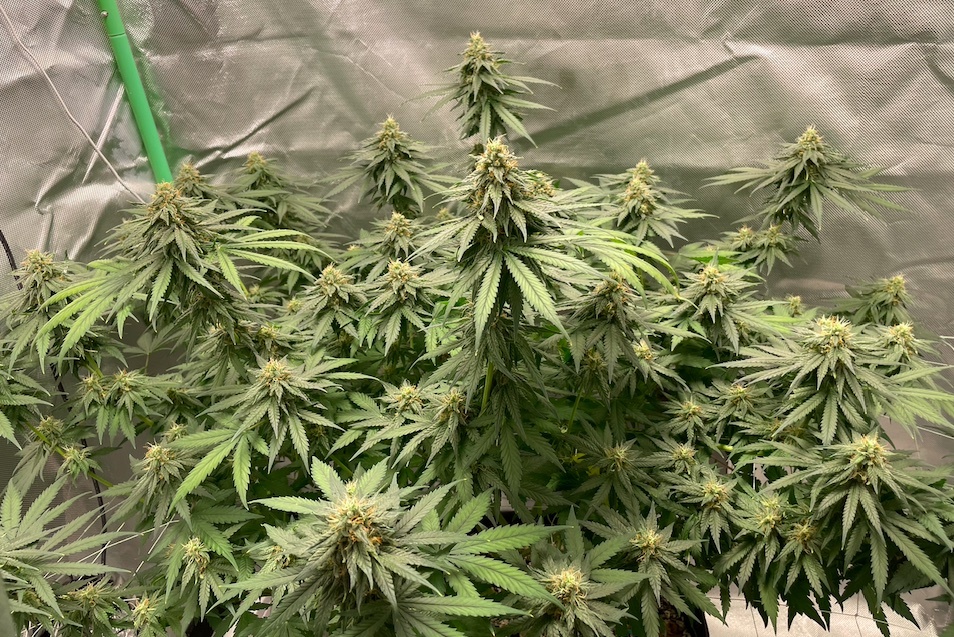 CA CBD Week 6 canopy 