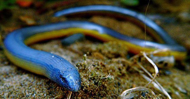 CA legless lizard male