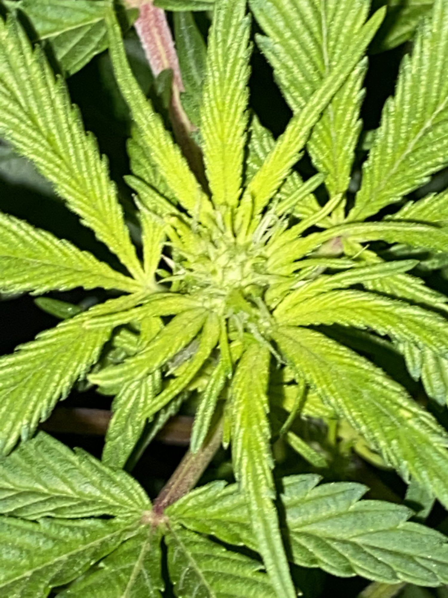 CA4DA90D 2623 4EA8 8EEC 7E8EF441BA57