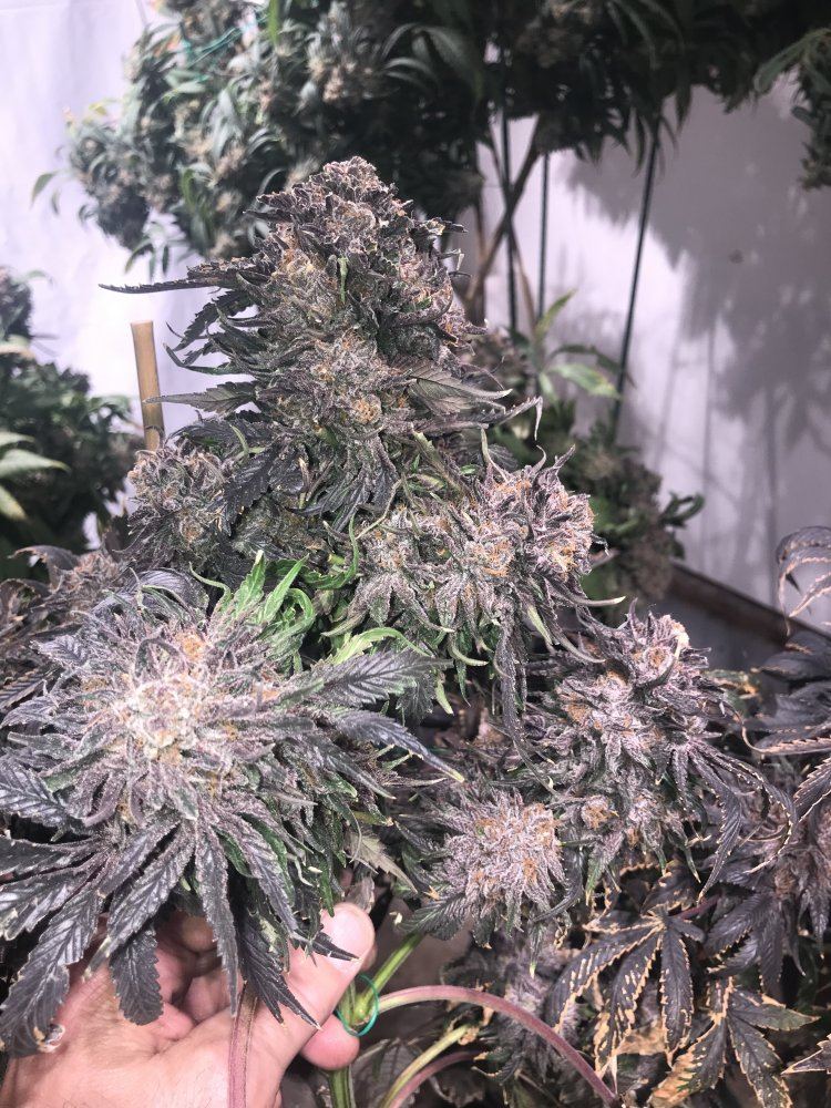 CA85C025 8645 43C6 8CBD 5232A95CC44E
