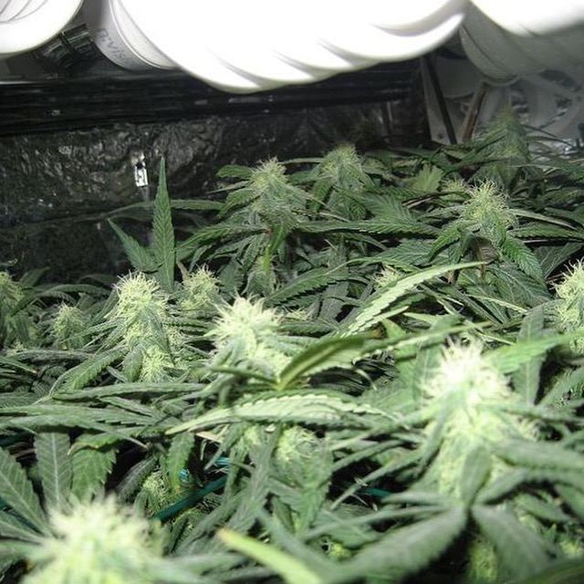Cab grow dense canopy powdery mildew and air movement