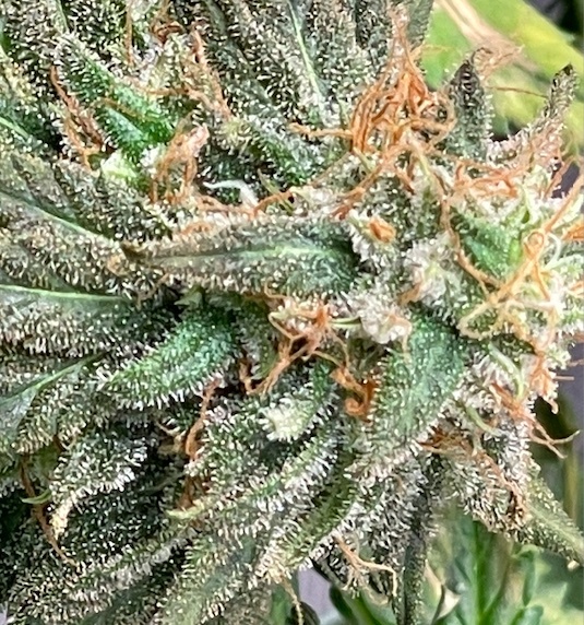 CAC Close Up Bud Shot Harvest