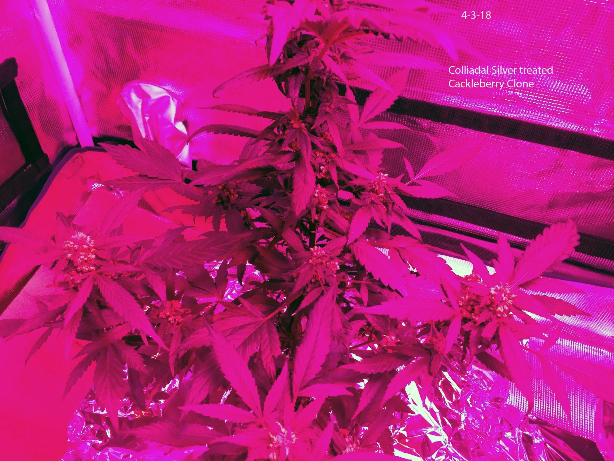 Cackleberry CS Treated Clone