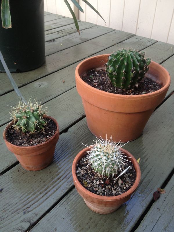 Cacti
