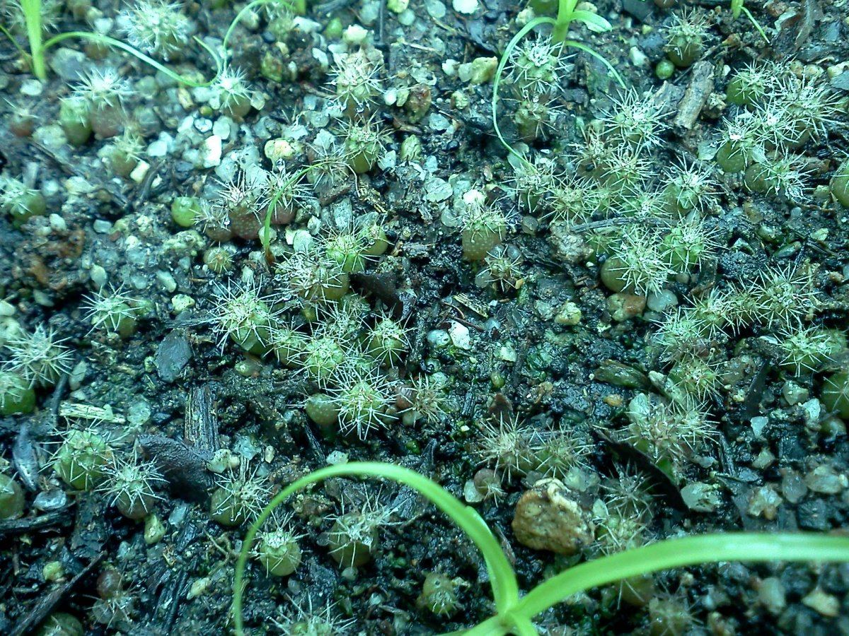 Cacti seedlings