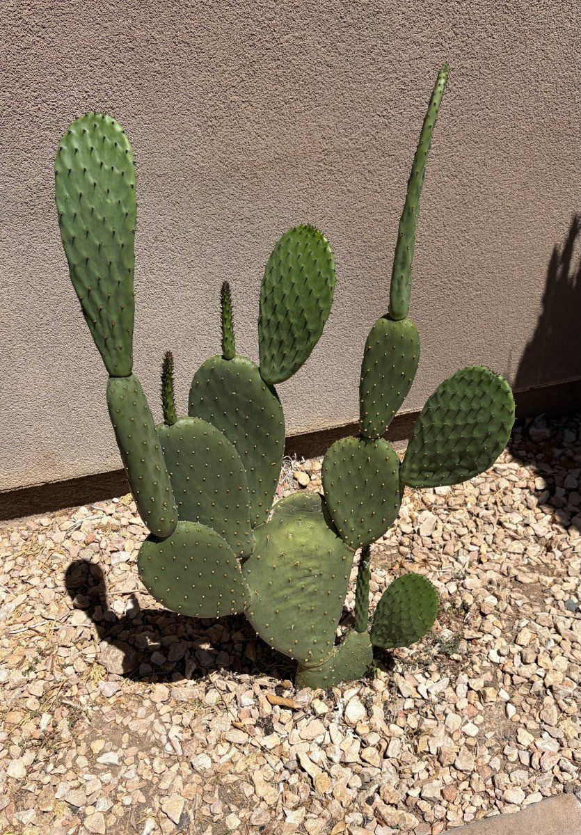 Cactus IMG 8429