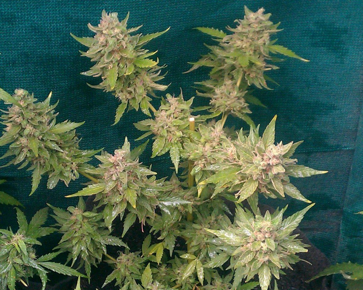 CAD  63 days