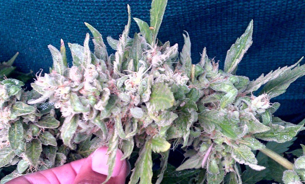 CAD nug 9 wks 1