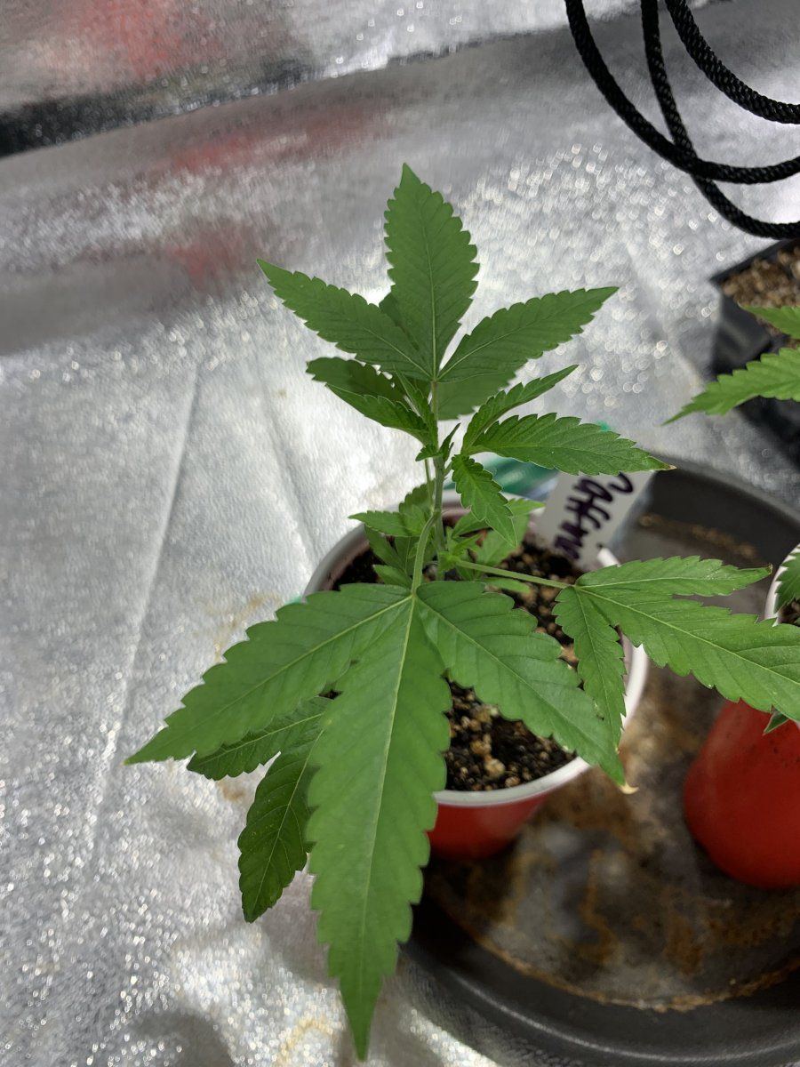 Caffeine and the og cob grow 2
