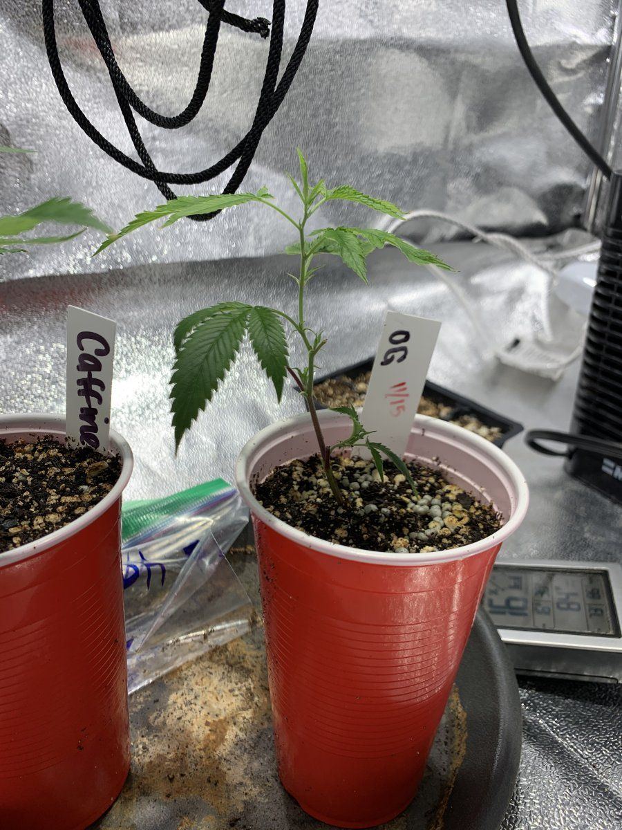 Caffeine and the og cob grow 3