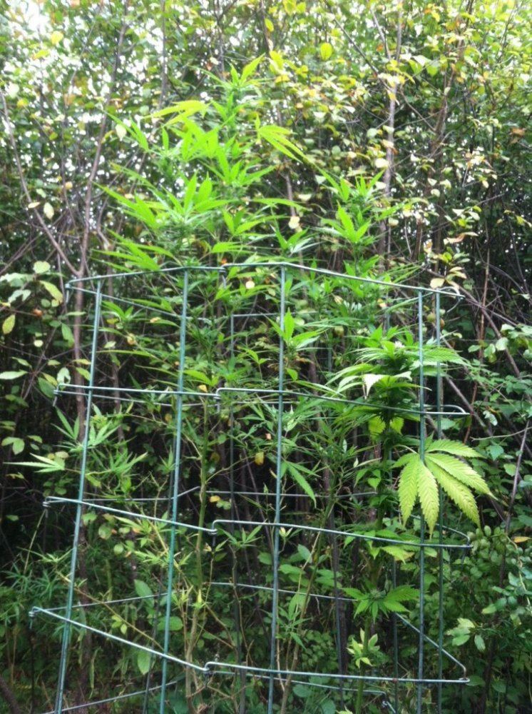 Cage match
