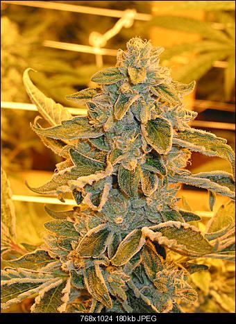 Cake batter og