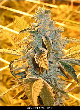 Cake batter og1