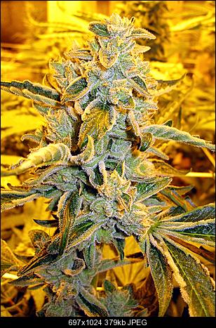 Cake batter OGc
