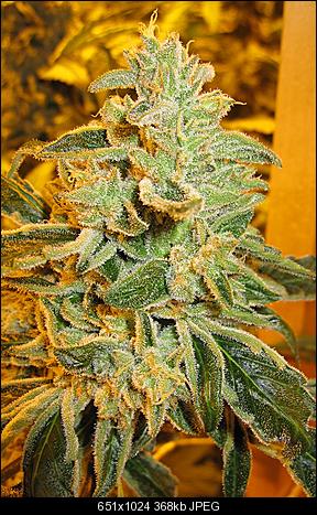 Cake batter OGd