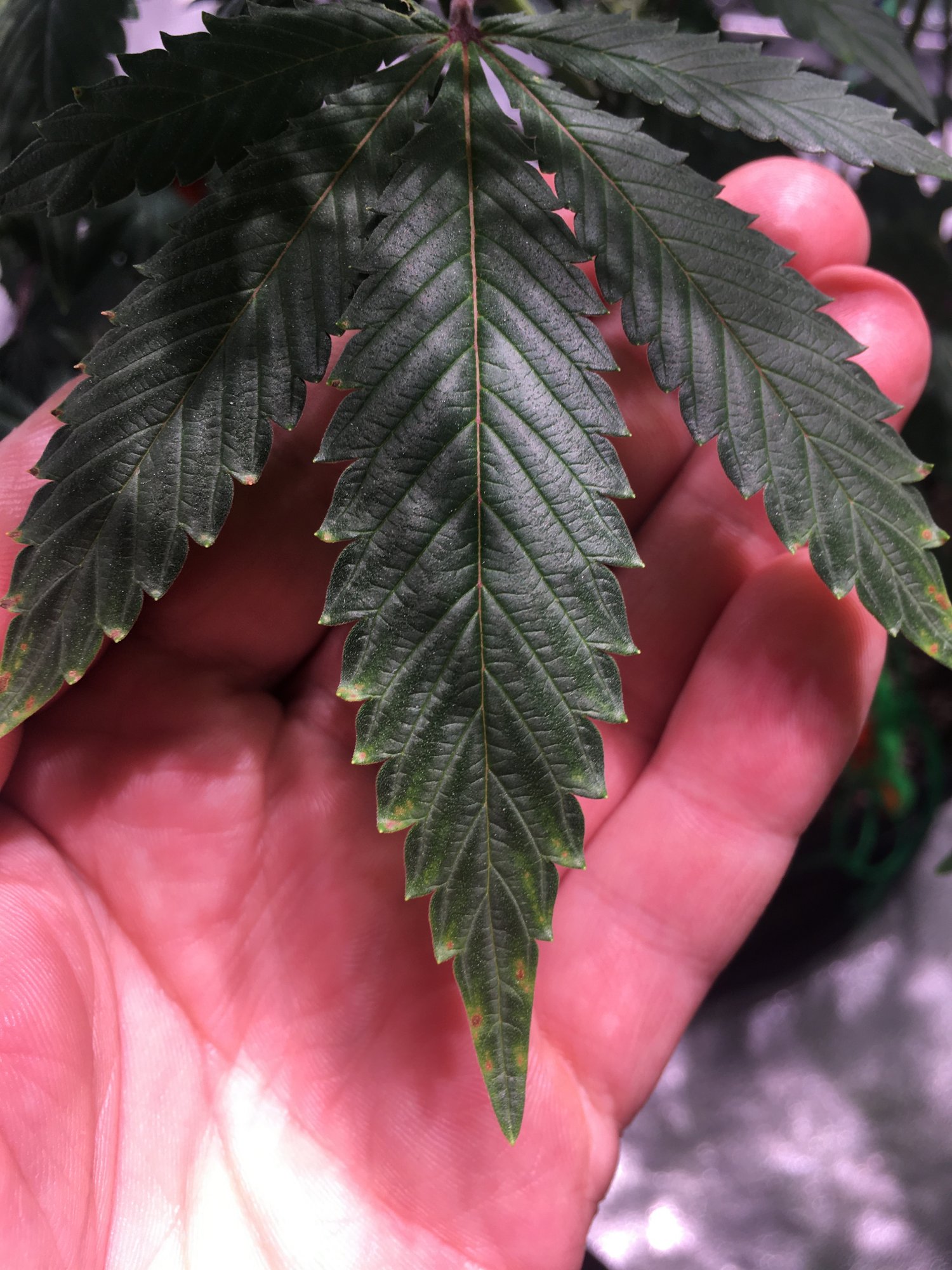 Cal deficiency and dark leaves in 4th week of flower 7