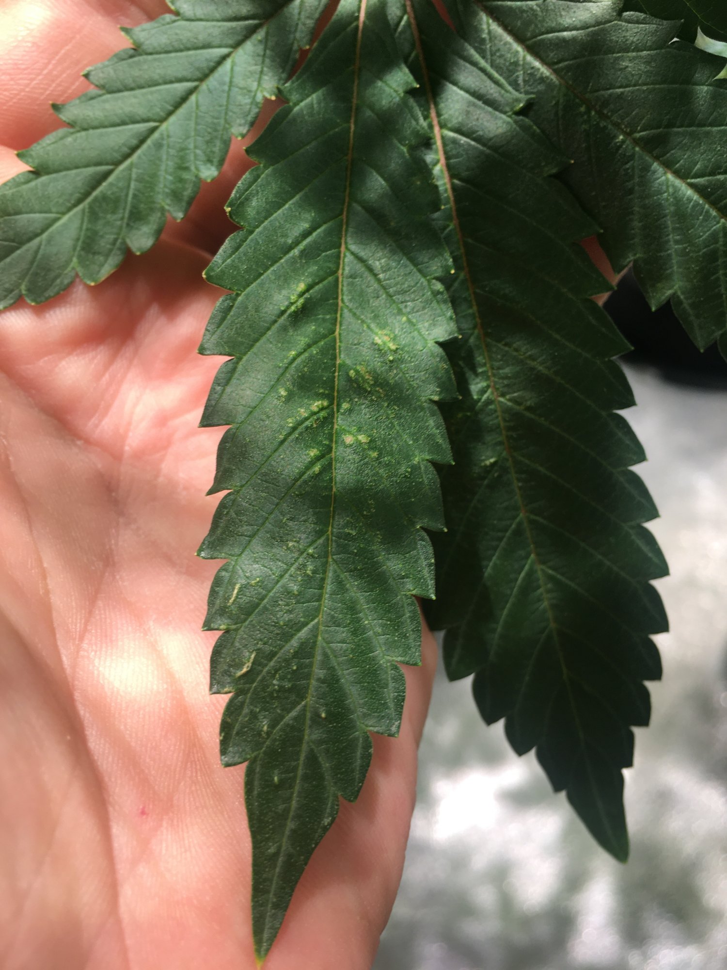 Cal deficiency and dark leaves in 4th week of flower