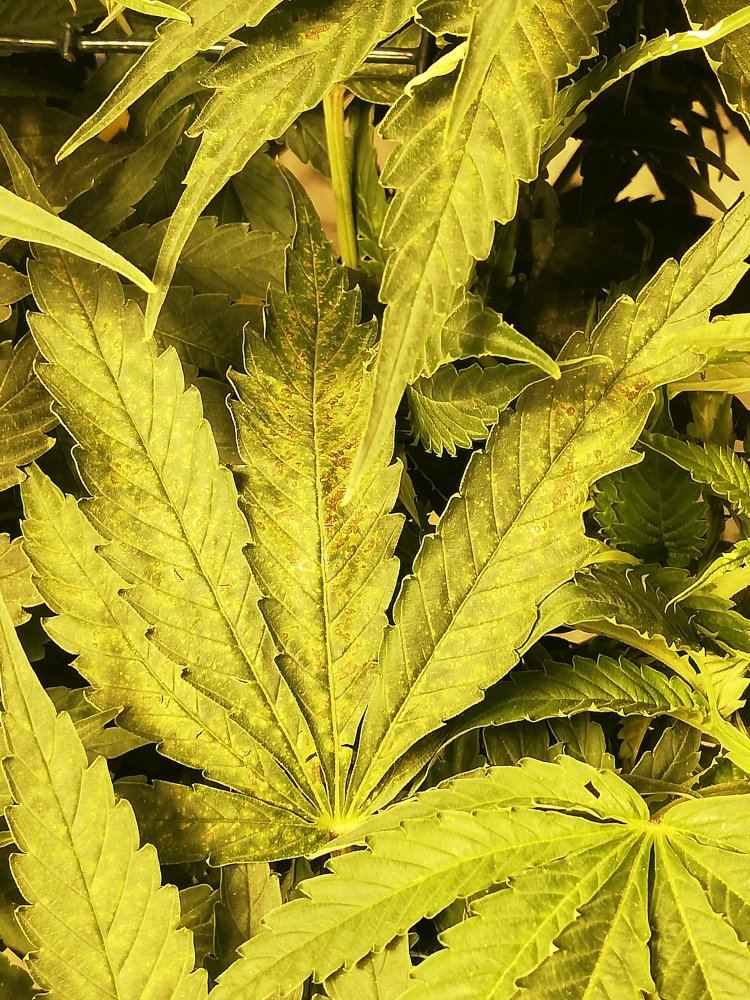 Cal mag deficiency or mites 4