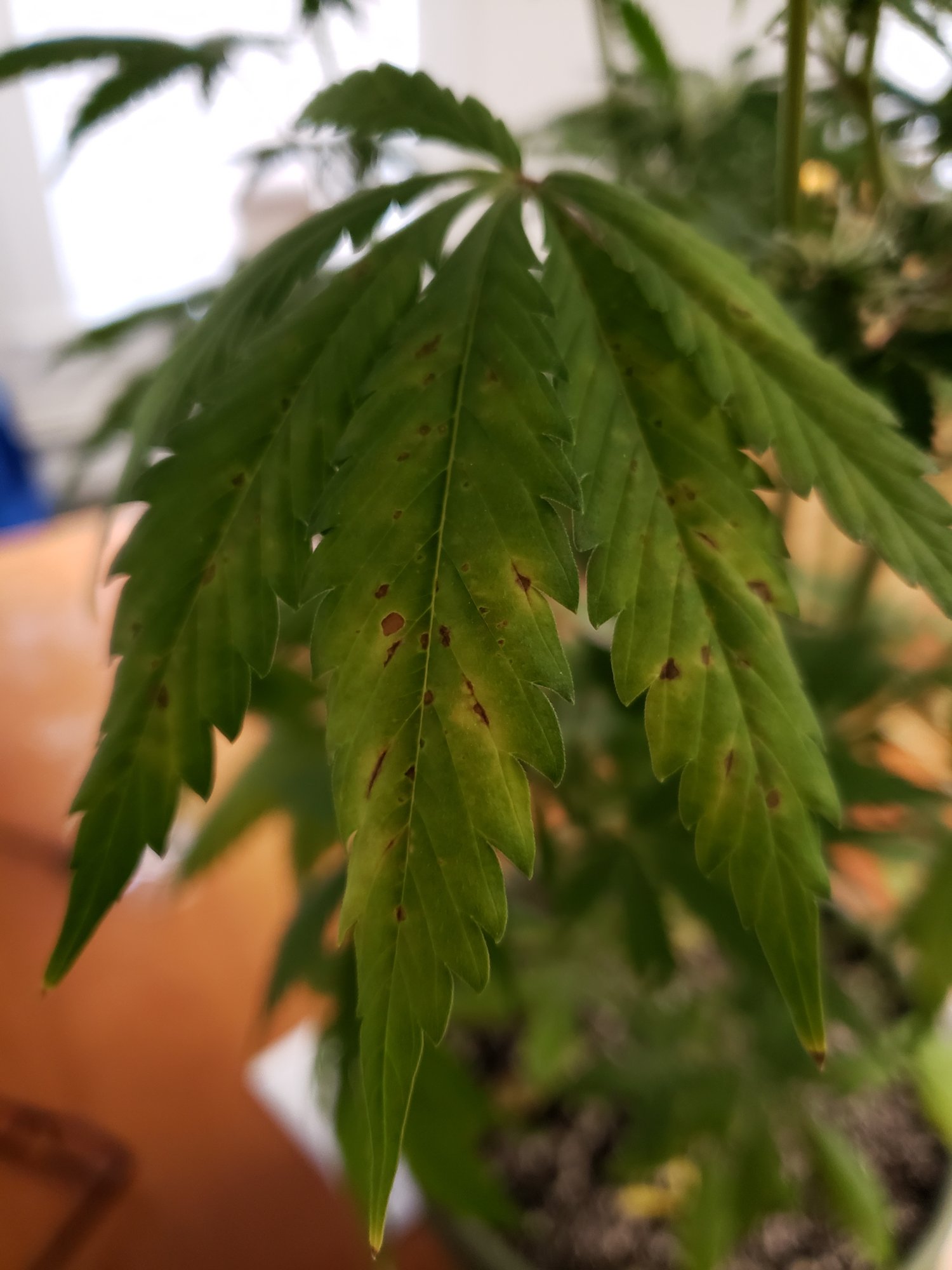 Calcium deficiency leaf septoria help flowering stage 2